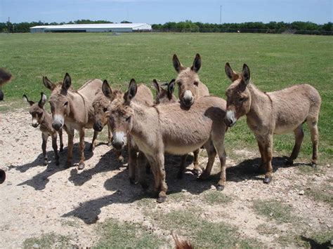 Donkeys for Adoption .
